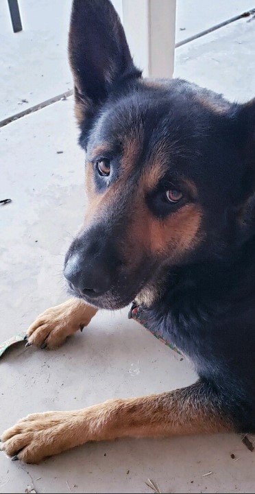 Bo 
